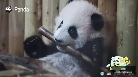 英雄联盟手游新英雄亮相，技能特效引热议